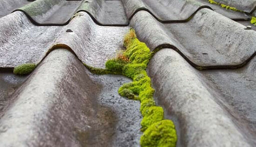 Growing moss on a metal roofing structure